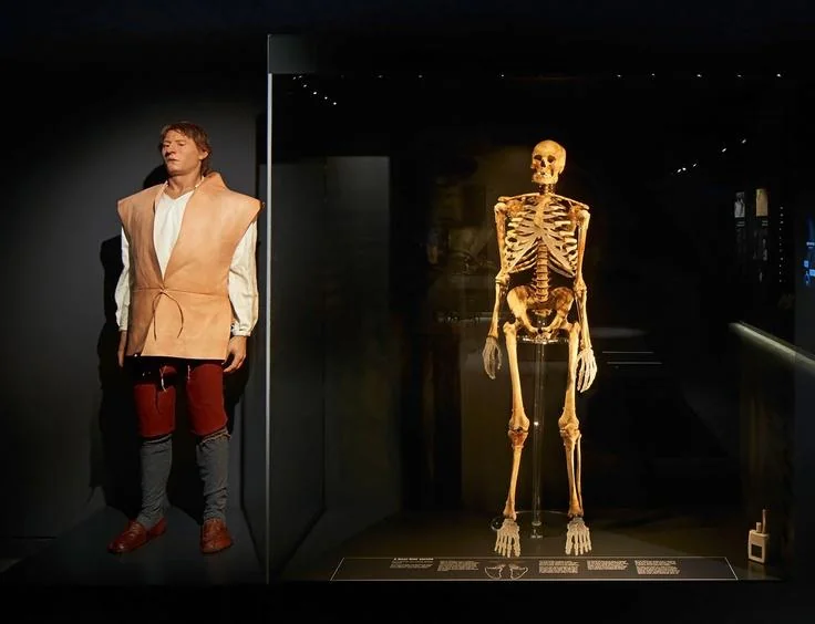 An archer's skeleton showing the bone deformations on the shoulder and arm, or alternatively a close-up of a bodkin arrowhead.